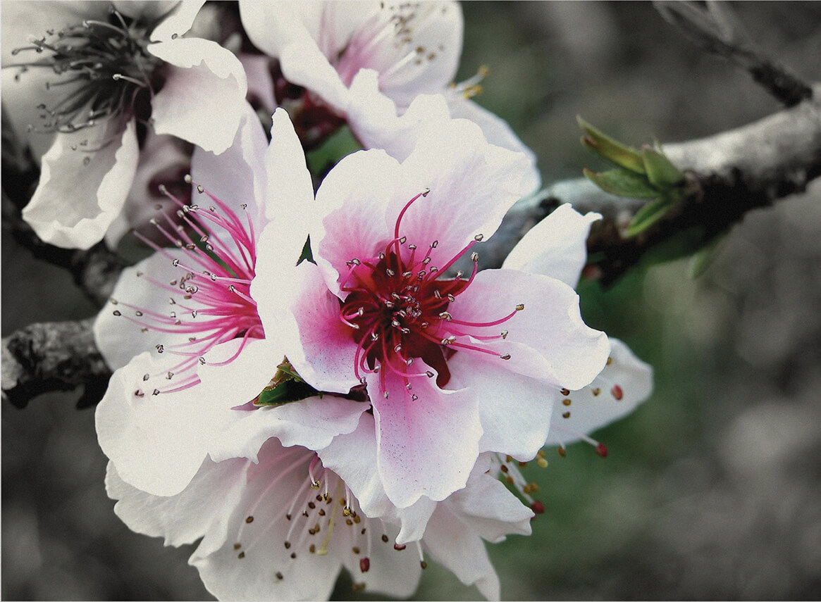 Ο OSHO στο εξώφυλλο τού βιβλίου τού Abrey Mennen, THE NEW MYSTICS, London, Thames & Hudson, 1974